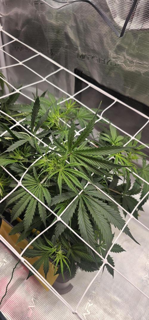 Hellfire OG. Week 2 - Had couple weeks burning problems but now is nice and green