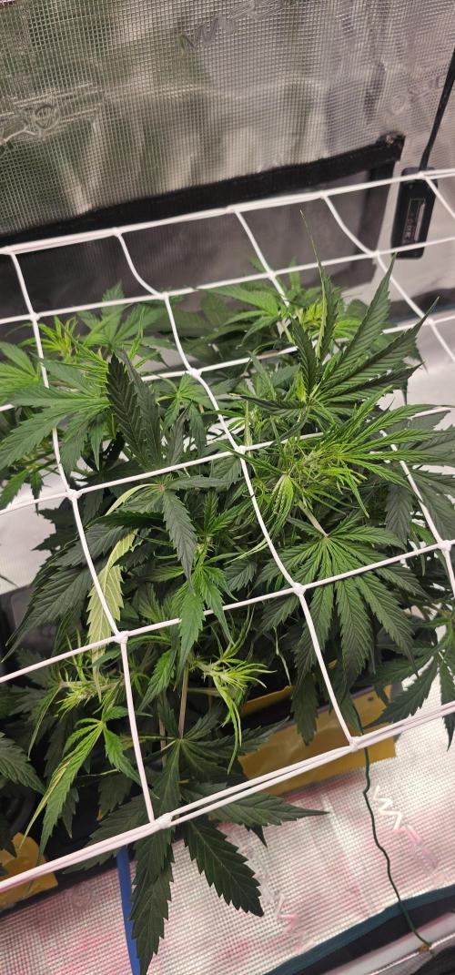 Hellfire OG. Week 2 - Leafs are nice fat