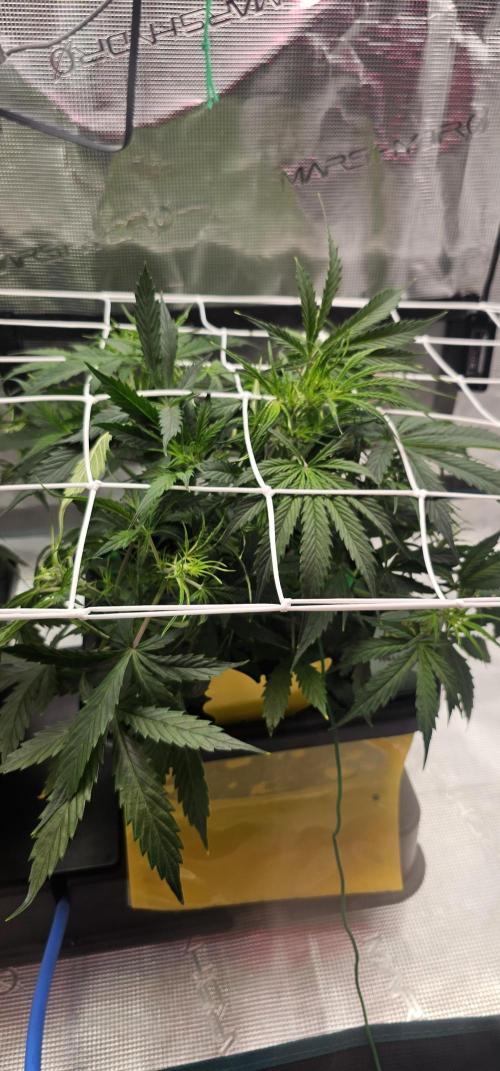 Hellfire OG. Week 2 - Very satisfied