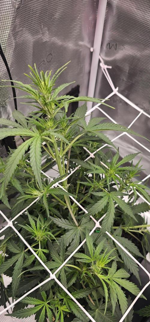 Mimosa Zkitell 3.0. Week 2 - Growing very nice and very fast in autopot
