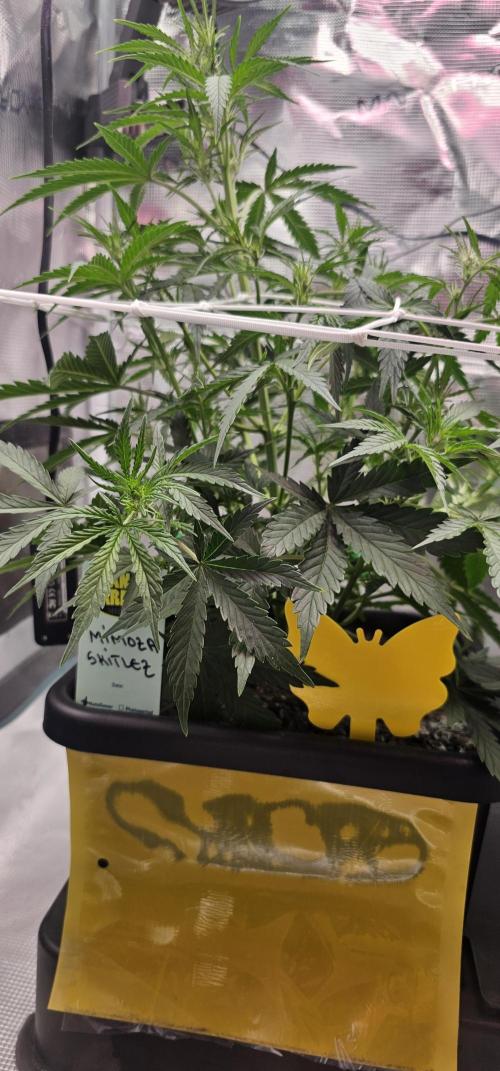 Mimosa Zkitell 3.0. Week 2 - Strong and green