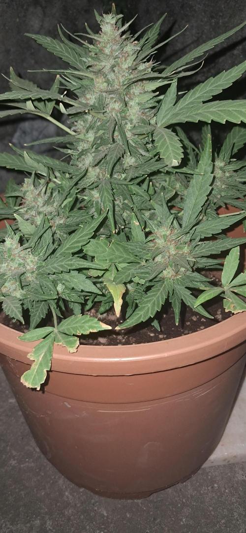 CannaNature. Week 10