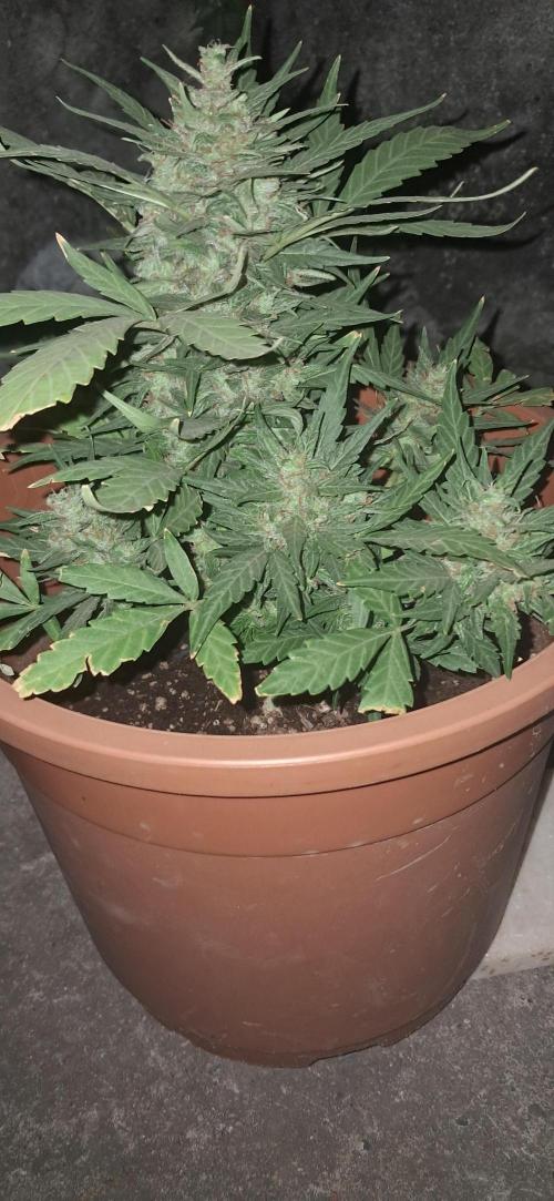 CannaNature. Week 10