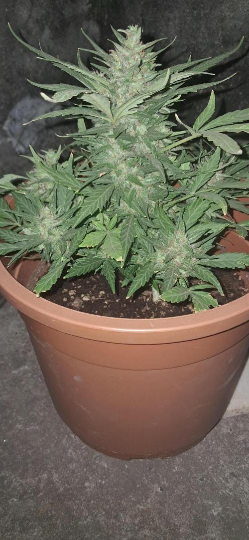 CannaNature. Week 10