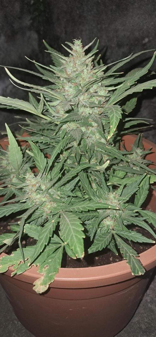 CannaNature. Week 10