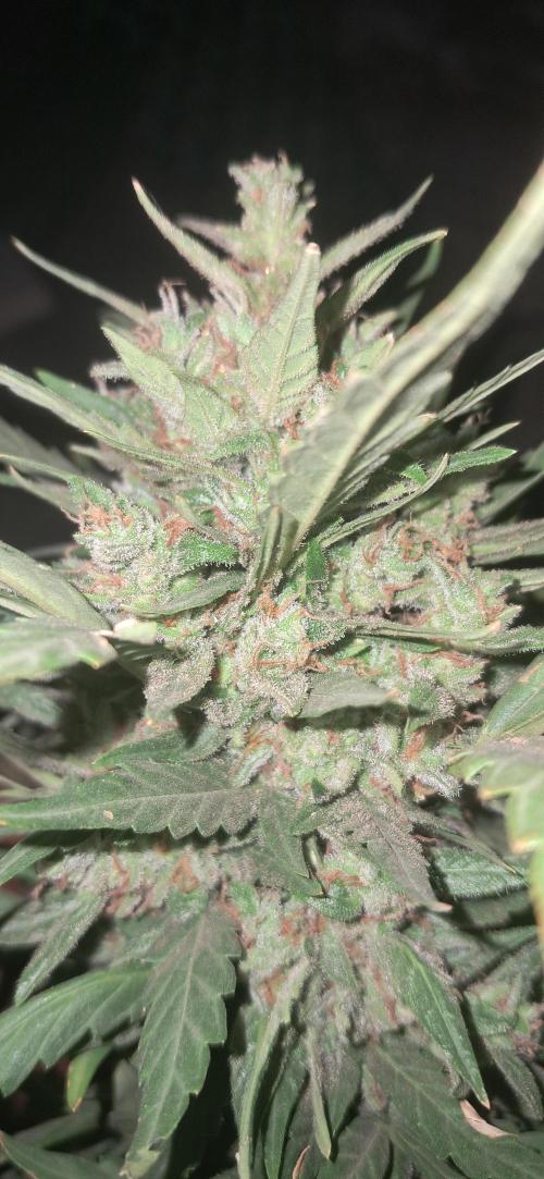 CannaNature. Week 11