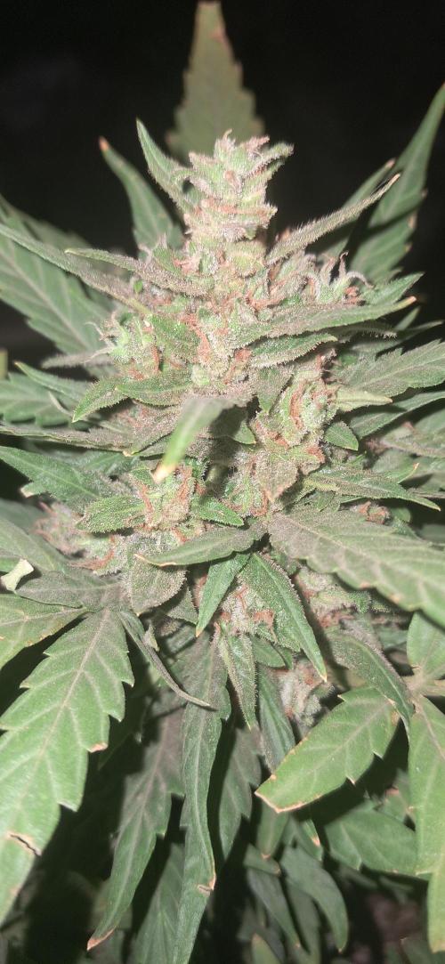 CannaNature. Week 11