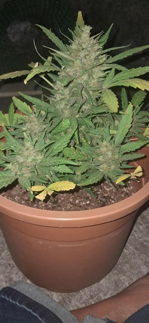 CannaNature. Week 11