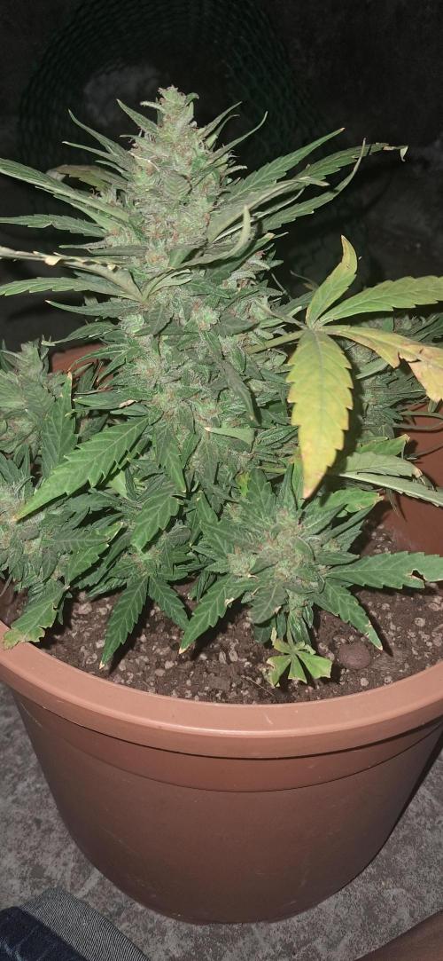 CannaNature. Week 11