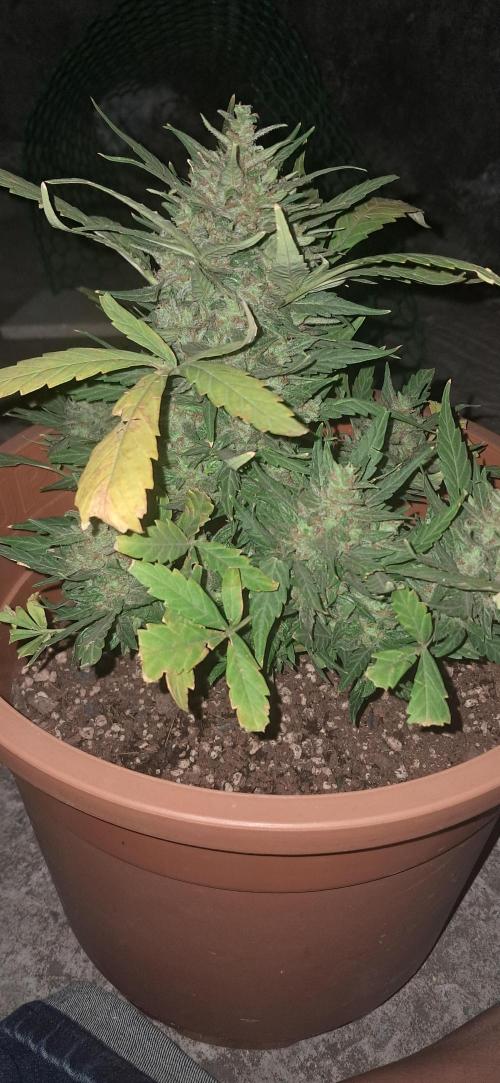 CannaNature. Week 11