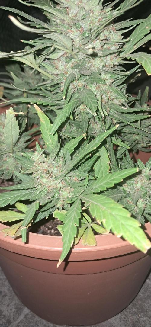 CannaNature. Week 11