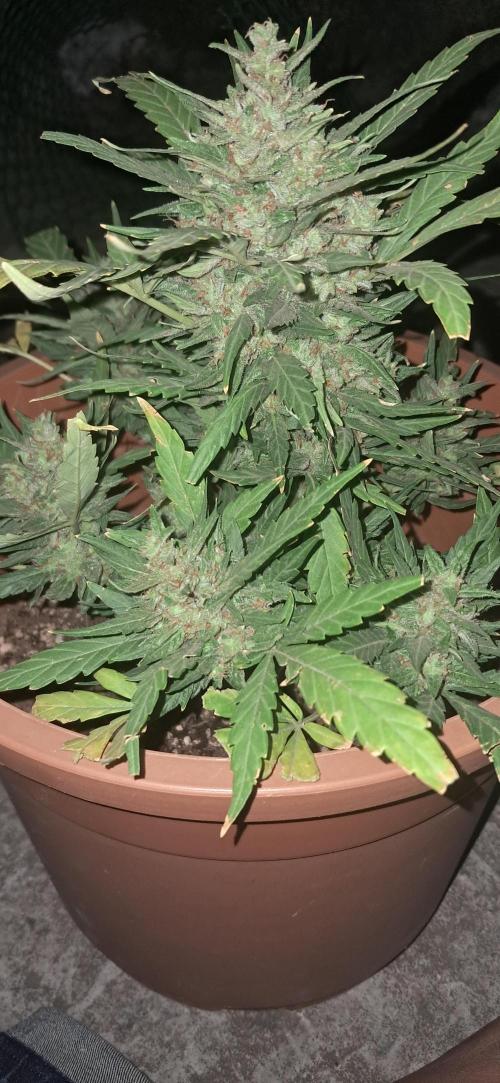 CannaNature. Week 11