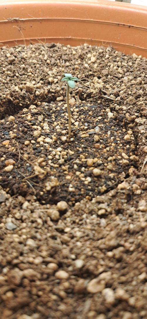 Auto Mimosa Punch by Dutch Passion. Week 0