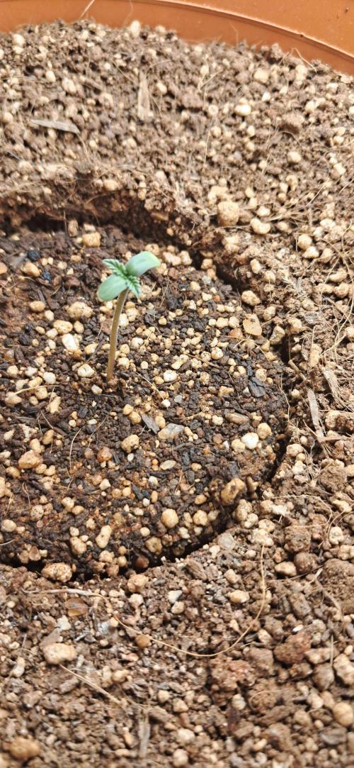 Auto Mimosa Punch by Dutch Passion. Week 0