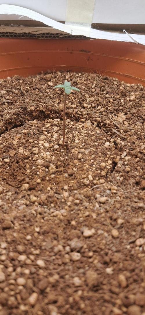Auto Mimosa Punch. Week 0