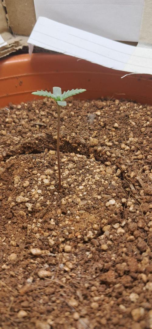 Auto Mimosa Punch by Dutch Passion. Week 1