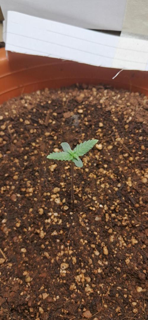 Auto Mimosa Punch by Dutch Passion. Week 1