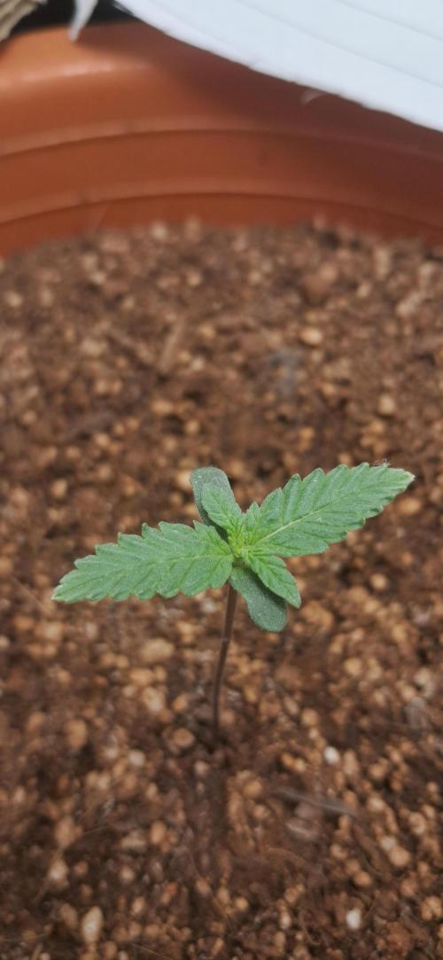 Auto Mimosa Punch by Dutch Passion. Week 1
