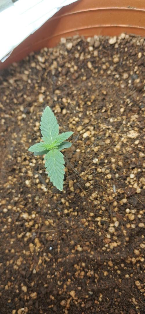 Auto Mimosa Punch by Dutch Passion. Week 1