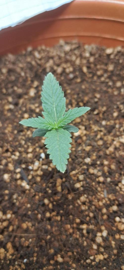 Auto Mimosa Punch. Week 1