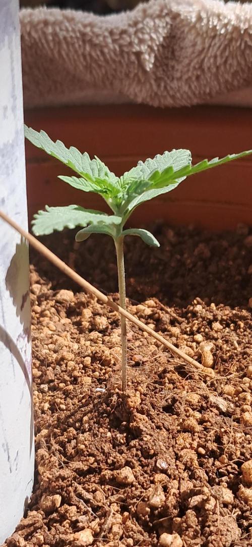 Auto Mimosa Punch by Dutch Passion. Week 2