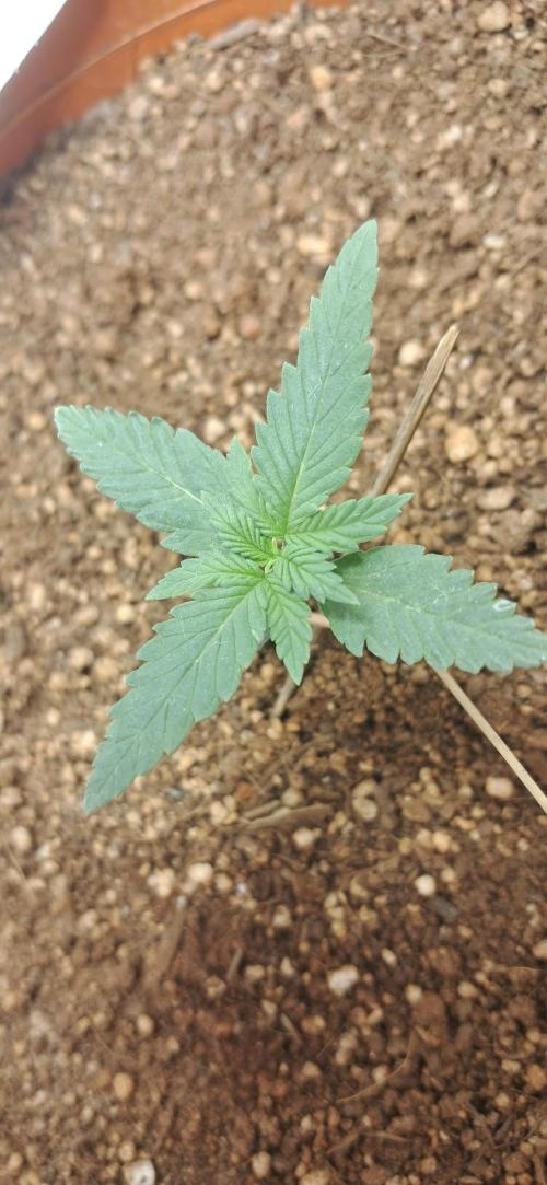 Auto Mimosa Punch by Dutch Passion. Week 2