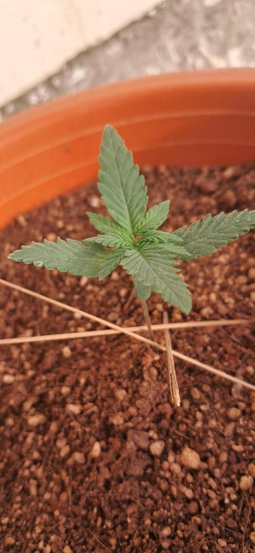 Auto Mimosa Punch by Dutch Passion. Week 2
