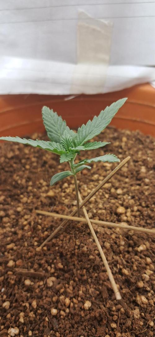 Auto Mimosa Punch by Dutch Passion. Week 2