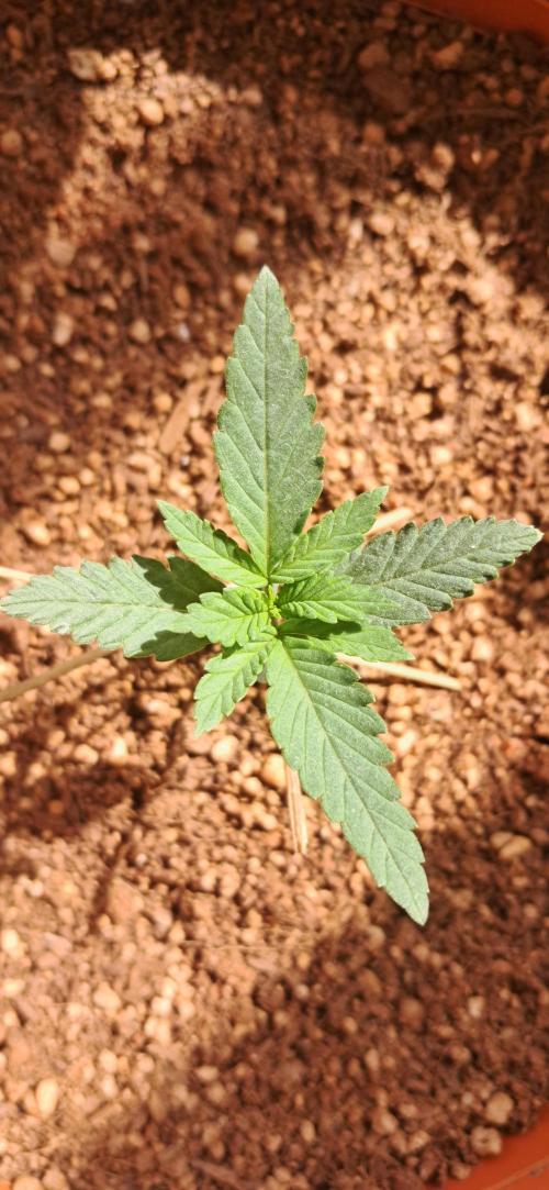 Auto Mimosa Punch by Dutch Passion. Week 2