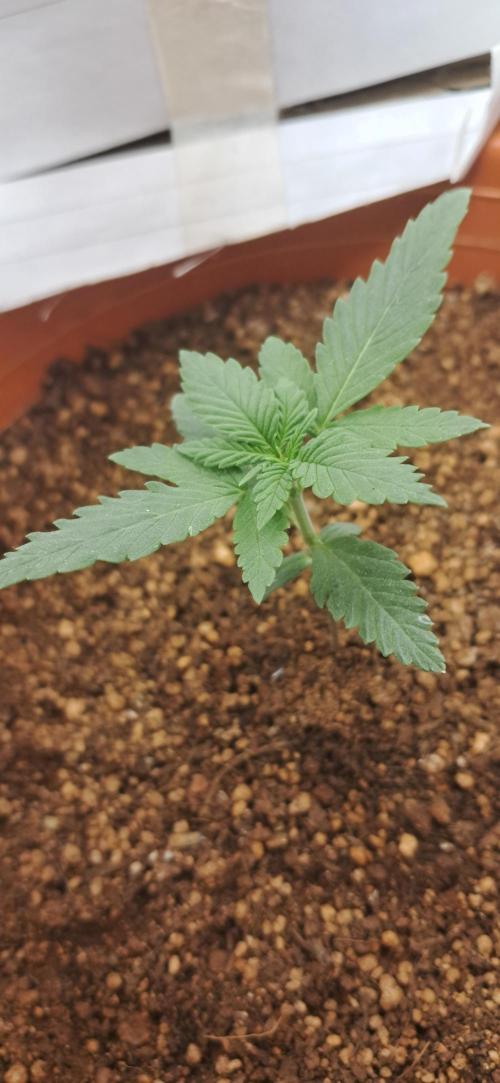 Auto Mimosa Punch by Dutch Passion. Week 2