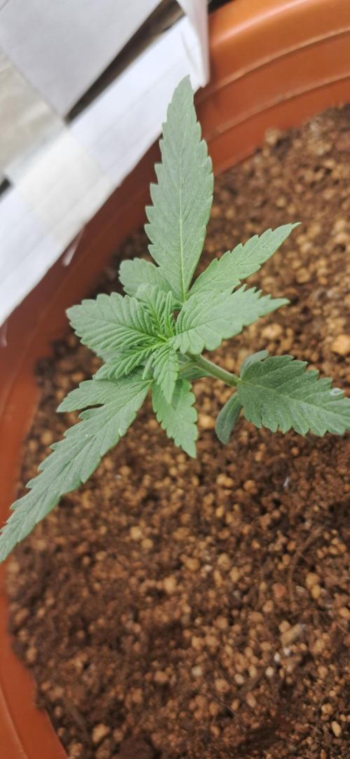 Auto Mimosa Punch by Dutch Passion. Week 2