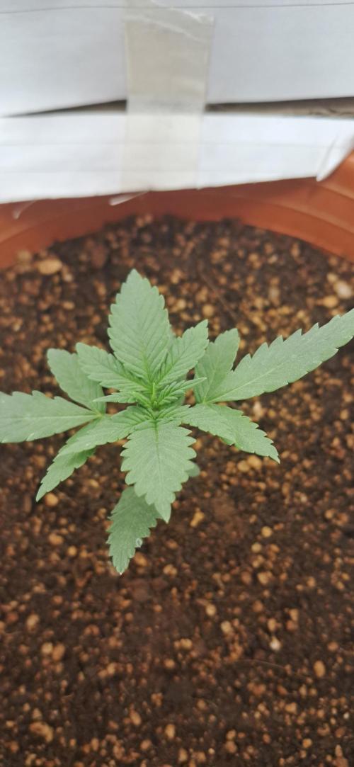 Auto Mimosa Punch by Dutch Passion. Week 2