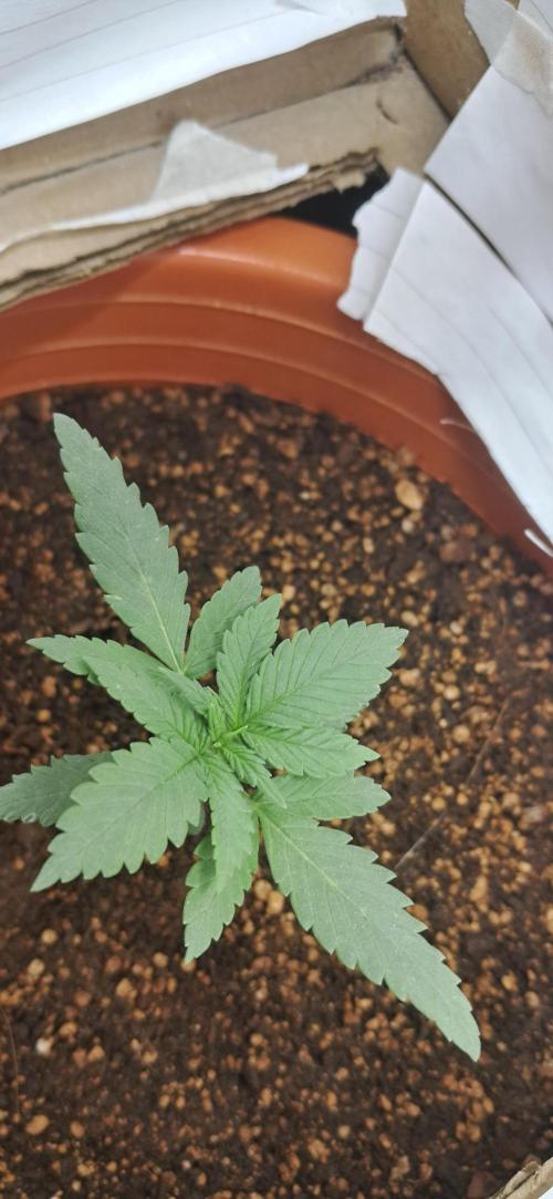 Auto Mimosa Punch by Dutch Passion. Week 2
