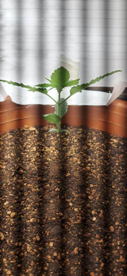 Auto Mimosa Punch by Dutch Passion. Week 2
