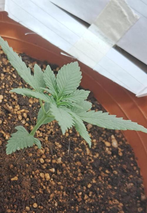 Auto Mimosa Punch. Week 2