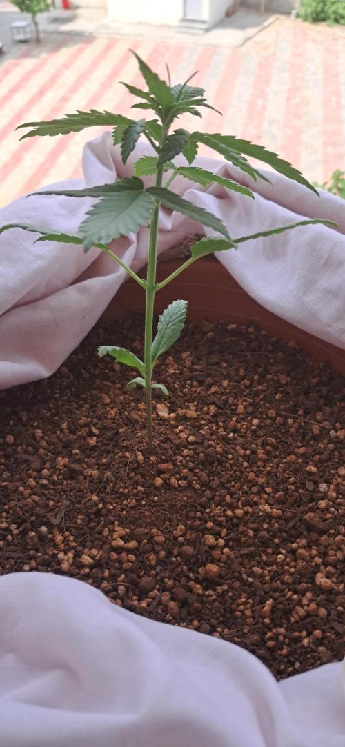 Auto Mimosa Punch by Dutch Passion. Week 3