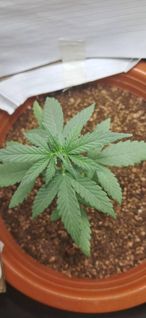 Auto Mimosa Punch by Dutch Passion. Week 3