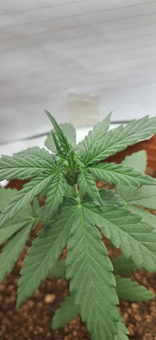 Auto Mimosa Punch by Dutch Passion. Week 3
