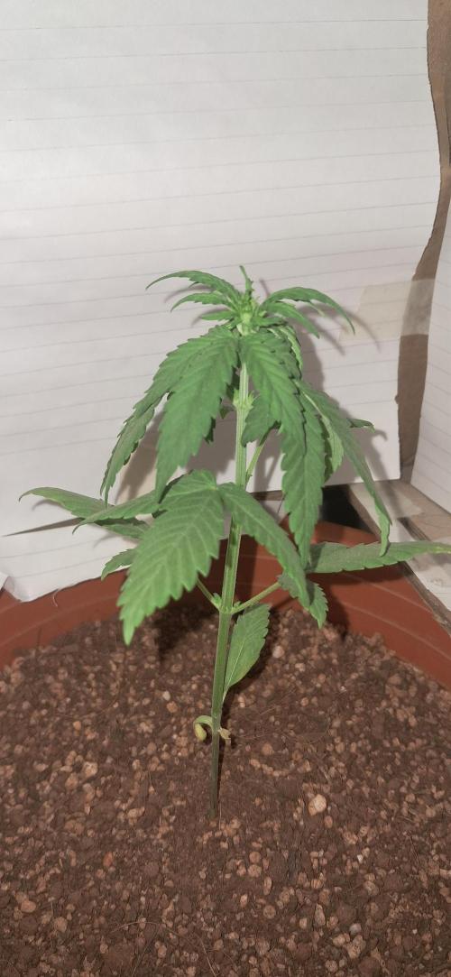 Auto Mimosa Punch by Dutch Passion. Week 3