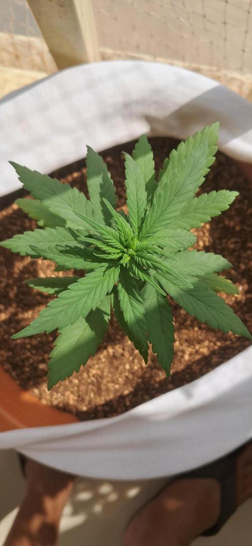 Auto Mimosa Punch by Dutch Passion. Week 3
