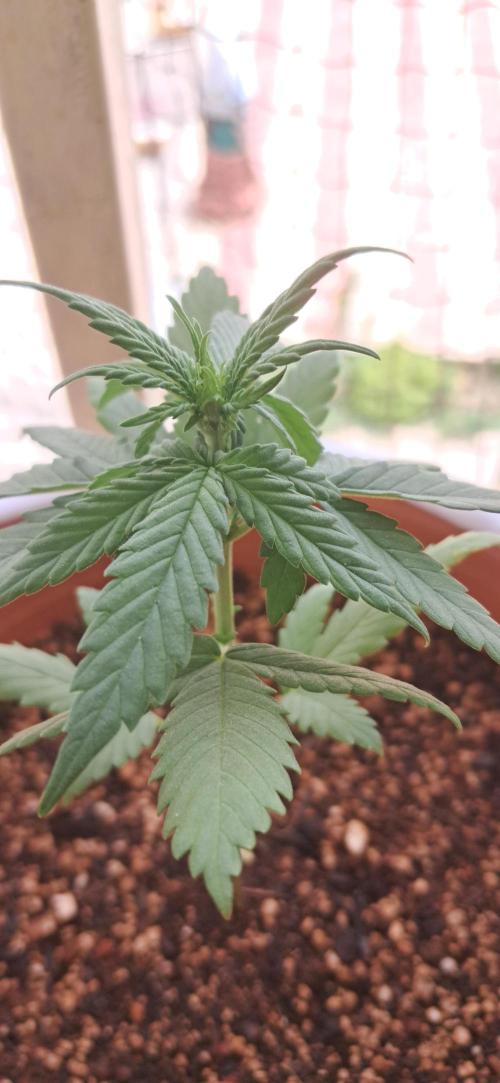 Auto Mimosa Punch by Dutch Passion. Week 3