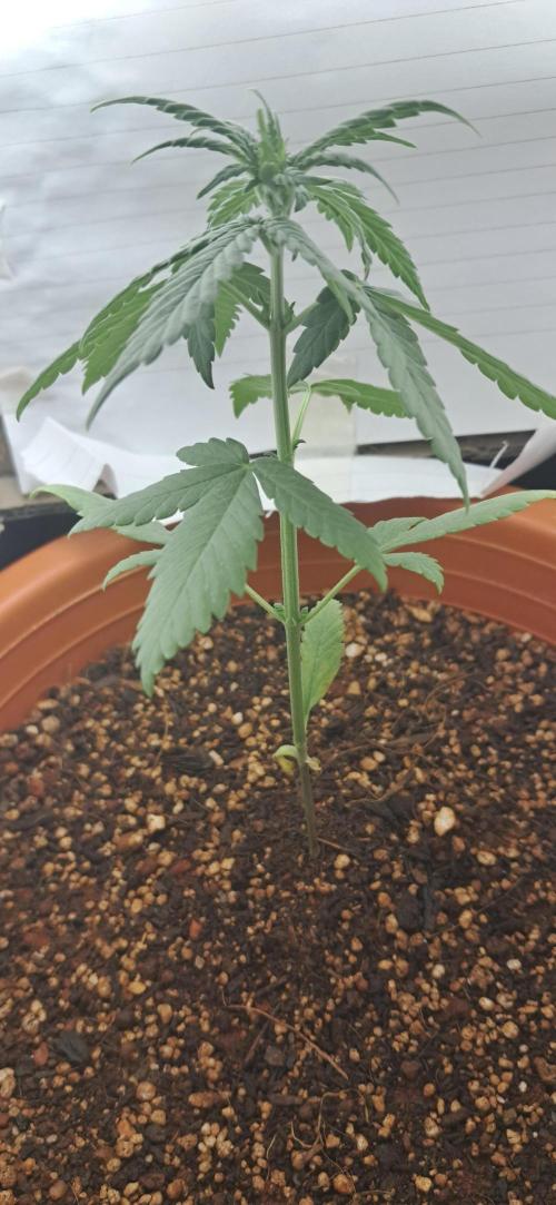 Auto Mimosa Punch by Dutch Passion. Week 3