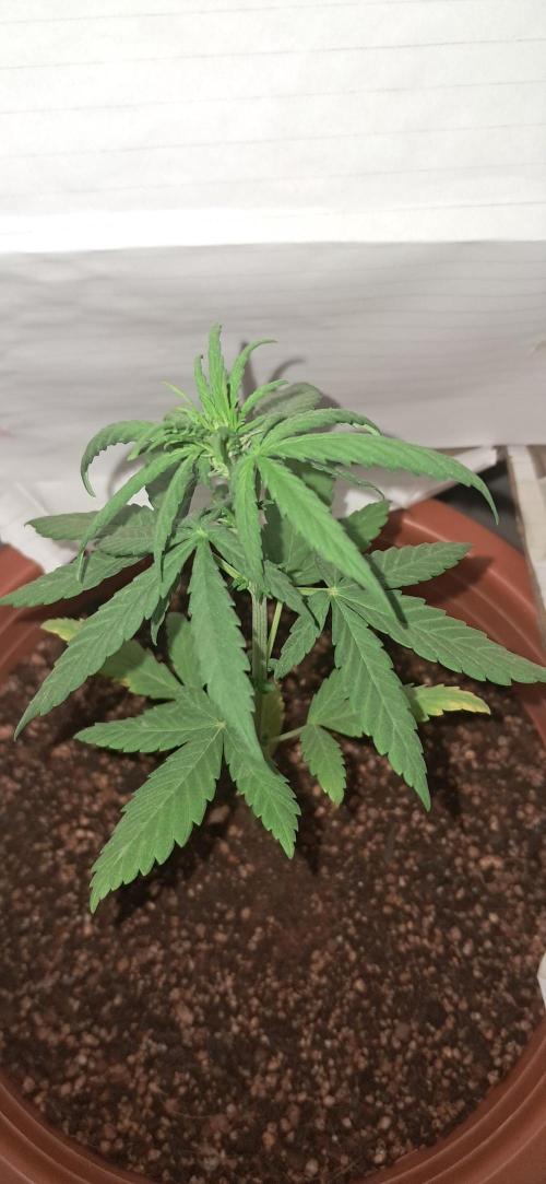 Auto Mimosa Punch. Week 3