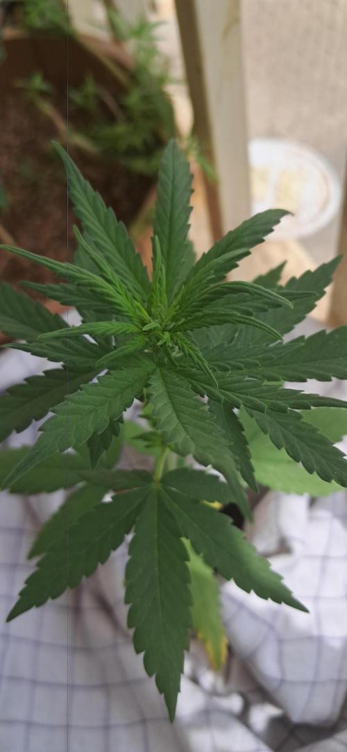 Auto Mimosa Punch by Dutch Passion. Week 4