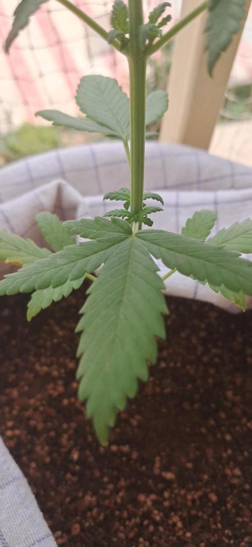 Auto Mimosa Punch by Dutch Passion. Week 4