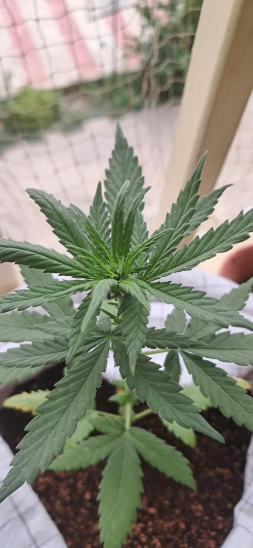 Auto Mimosa Punch by Dutch Passion. Week 4