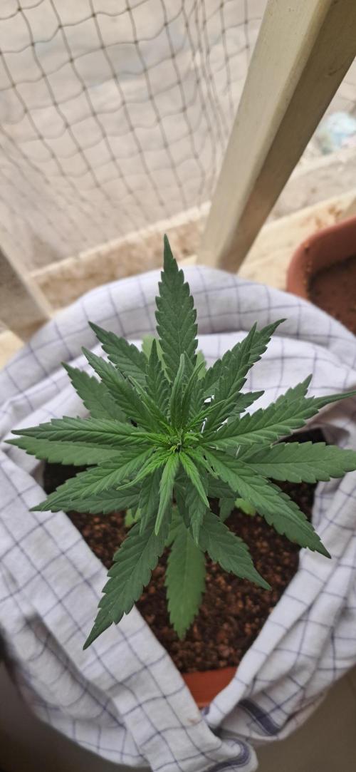 Auto Mimosa Punch. Week 4