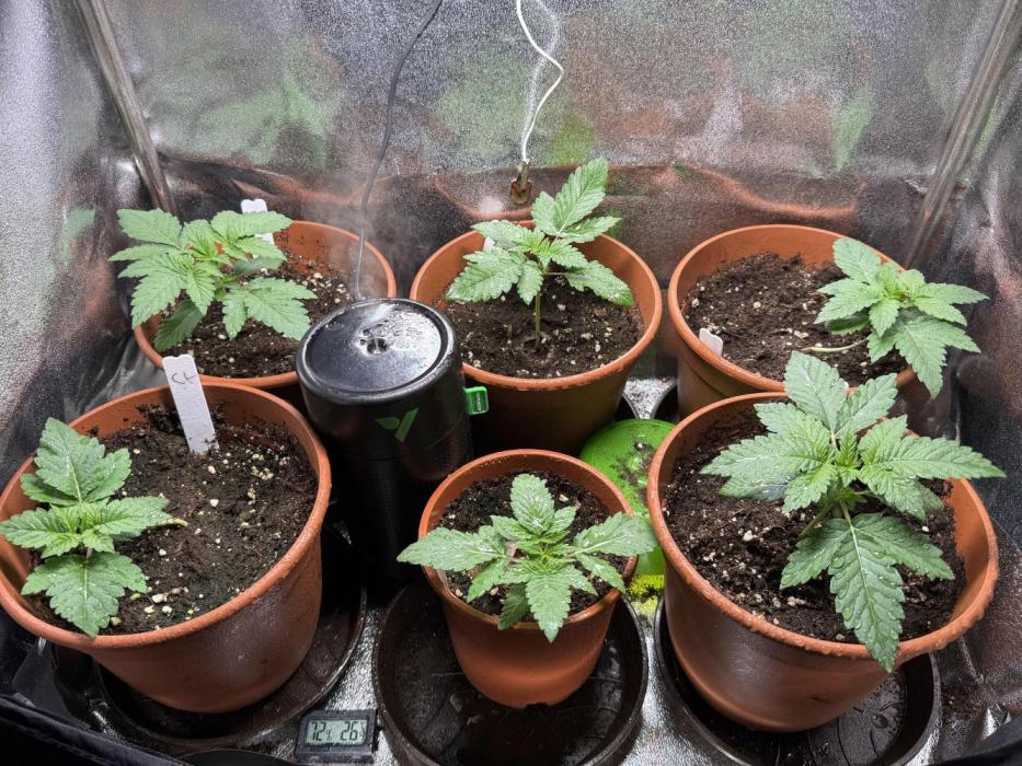Zmoothiez / Dope Soil + Autopot. Week 2