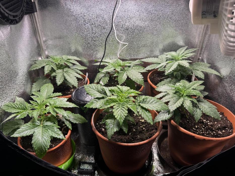 Zmoothiez / Dope Soil + Autopot. Week 3 - Es geht in die 3. Woche und alle Pflanzen entwickeln sich prächtig. 