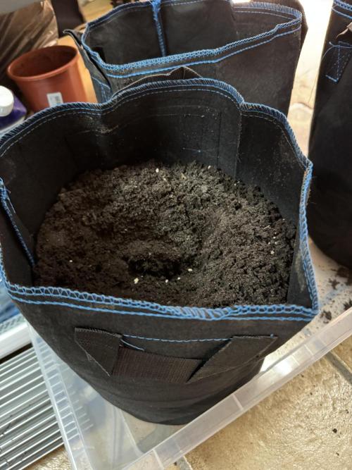 Zmoothiez / Dope Soil + Autopot. Week 4